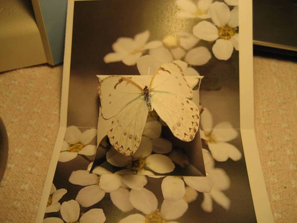 New and Improved Butterfly Pop Up Cards