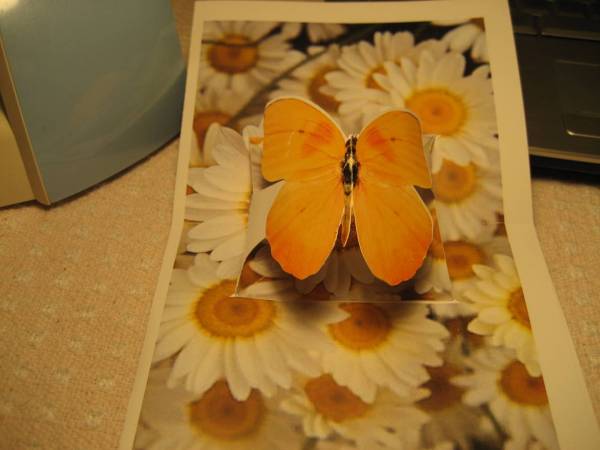 New and Improved Butterfly Pop Up Cards