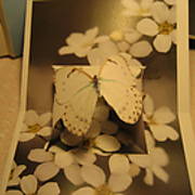 Butterflies_001.JPG