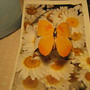 Butterflies_002.JPG