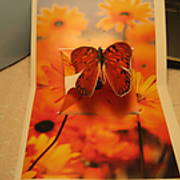 Butterflies_003.JPG