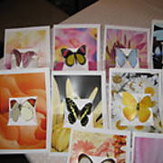 ButterflyCards2.JPG