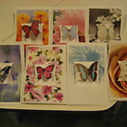 ButterflyCards6.JPG