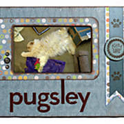 Pugsley-Frame-Web.jpg