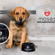 moses-bowl.jpg