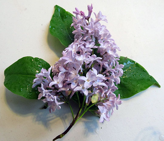 Lilacs