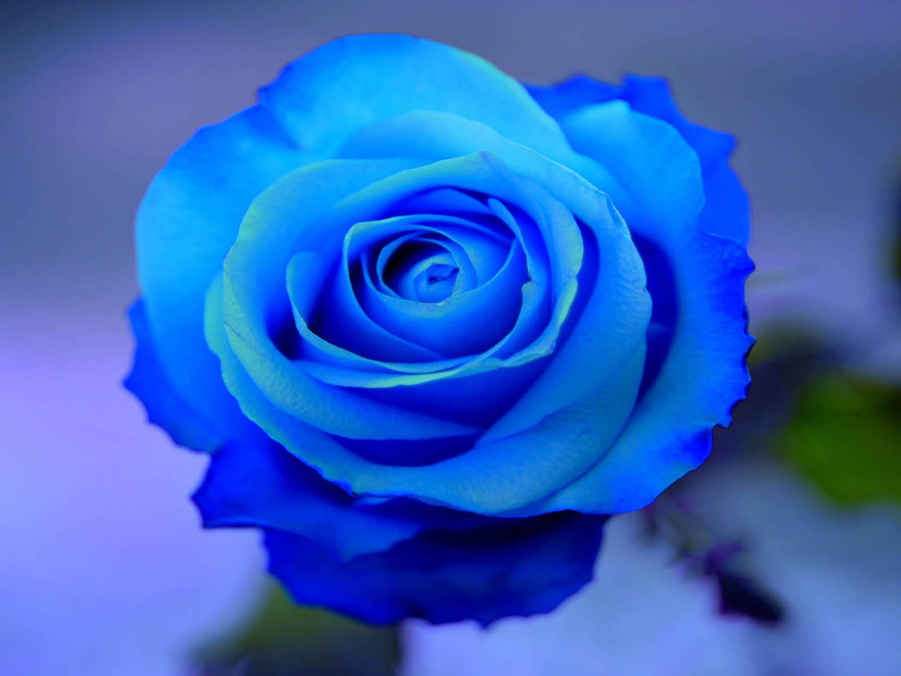 Blue rose