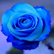 Blue_Rose_Wallpapers_1_1_.jpg