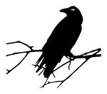 Raven