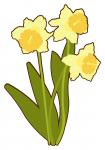 Spring Daffodils