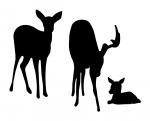 Deer Family