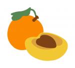 Apricot
