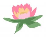 Pink Lotus