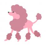 Pretty Poodle
