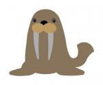 Walrus