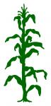 Corn Stalk