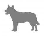 Australian Cattle Dog