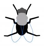 Fly