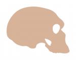 Noggin Skull