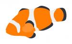 Clown Fish