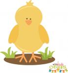 Spring Chick