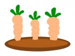 Carrot Garden