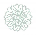 Beautiful Blossom Cheery Chrysanthemum