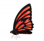 Stained Glass Sitting Pretty Butterfly