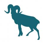 Big Horn Sheep