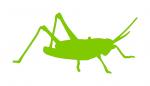 Backyard Bugz Grasshopper