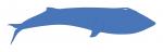Blue Whale