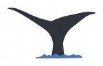 Whale Tail