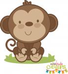 Baby Monkey