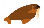 Walrus