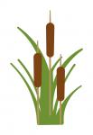 Cattails