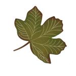 Falling Autumn Maple