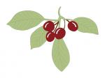 Cherry Leaves