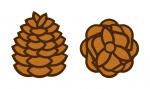 Pinecones