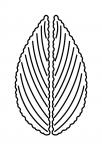 Scallop Leaf