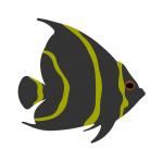 Angel Fish