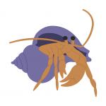 Hermit Crab