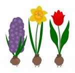 Life In Bloom: Spring Bulbs