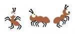 Three Ants