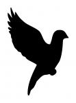 Dove In Flight