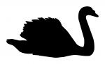Swan