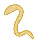 Earth Worm