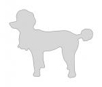 Standard Poodle