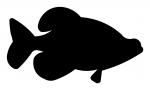 Crappie