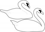 Swan