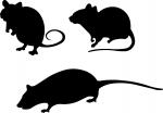 Halloween Window Silhouettes: Halloween Rats
